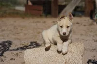 Toes M Cream, a male Akita and McNab Shepherd for sale in Maricopa, AZ – Photo 6 of 10