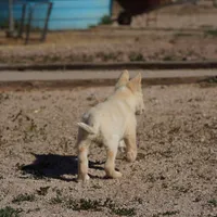 Toes M Cream, a male Akita and McNab Shepherd for sale in Maricopa, AZ – Photo 10 of 10