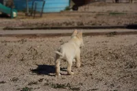 Toes M Cream, a male Akita and McNab Shepherd for sale in Maricopa, AZ – Photo 10 of 10