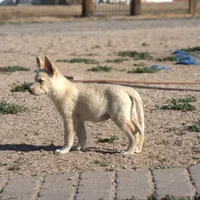 Toes M Cream, a male Akita and McNab Shepherd for sale in Maricopa, AZ – Photo 5 of 10