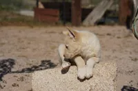 Toes M Cream, a male Akita and McNab Shepherd for sale in Maricopa, AZ – Photo 8 of 10