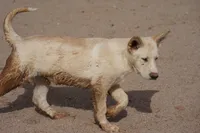 Toes M Cream, a male Akita and McNab Shepherd for sale in Maricopa, AZ – 6 of 10