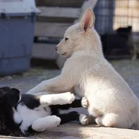 Toes M Cream, a male Akita and McNab Shepherd for sale in Maricopa, AZ – Photo 4 of 10