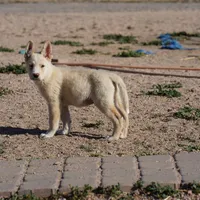 Toes M Cream, a male Akita and McNab Shepherd for sale in Maricopa, AZ – Photo 6 of 10