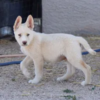 Toes M Cream, a male Akita and McNab Shepherd for sale in Maricopa, AZ – Photo 1 of 10