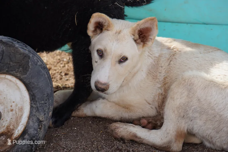 Toes M Cream – Akita, McNab Shepherd puppy for sale in Maricopa, AZ