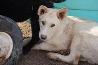 Toes M Cream, a male Akita and McNab Shepherd for sale in Maricopa, AZ – 1 of 10