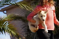 Toes M Cream, a male Akita and McNab Shepherd for sale in Maricopa, AZ – Photo 9 of 10