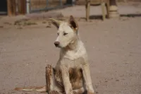 Toes M Cream, a male Akita and McNab Shepherd for sale in Maricopa, AZ – 2 of 10