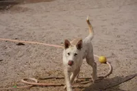Toes M Cream, a male Akita and McNab Shepherd for sale in Maricopa, AZ – 4 of 10