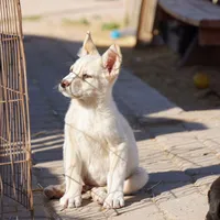 Toes M Cream, a male Akita and McNab Shepherd for sale in Maricopa, AZ – Photo 2 of 10