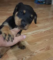 Lucy, a female Rottweiler for sale in Maricopa, AZ – 5 of 10