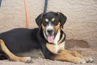 Bandogge (Bart), a male American Mastiff for sale in Maricopa, AZ – 6 of 10