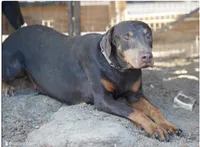 Dobie (Blk F1), a female Doberman Pinscher for sale in Maricopa, AZ – 8 of 8