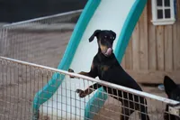Happiness (Happy), a male Doberman Pinscher for sale in Maricopa, AZ – 4 of 10