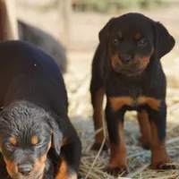 Angel F2, a female Rottweiler for sale in Maricopa, AZ – Photo 6 of 8