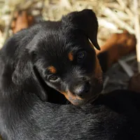 Angel F2, a female Rottweiler for sale in Maricopa, AZ – Photo 1 of 8