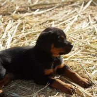Angel F2, a female Rottweiler for sale in Maricopa, AZ – Photo 4 of 8