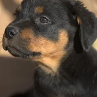 Angel F2, a female Rottweiler for sale in Maricopa, AZ – Photo 3 of 8