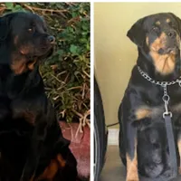 Angel F2, a female Rottweiler for sale in Maricopa, AZ – Photo 8 of 8