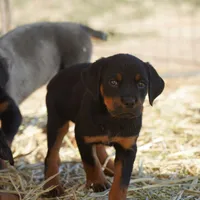 Angel F2, a female Rottweiler for sale in Maricopa, AZ – Photo 2 of 8