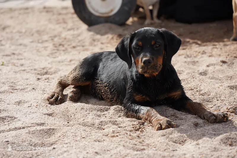 Angel F2 – Rottweiler puppy for sale in Maricopa, AZ