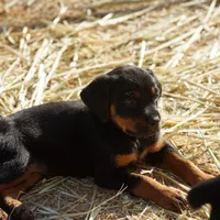 Angel F2, a female Rottweiler for sale in Maricopa, AZ – Photo 5 of 8
