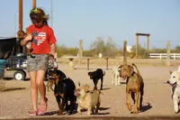 Toes M Cream, a male Akita and McNab Shepherd for sale in Maricopa, AZ – 9 of 10