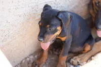 Rott (GenM2), a male Rottweiler for sale in Maricopa, AZ – 7 of 9