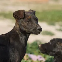 Shenzi F, a female Dutch Shepherd for sale in Maricopa, AZ – Photo 5 of 10