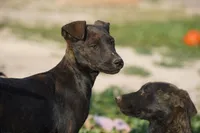 processed/62ef5f7d-774d-459e-8c5f-d063c1a1778f/listing/bfd081cb-8c8f-4e05-b1be-093a80b5105e/33174a23-4587-4178-82f6-11d9547a374c