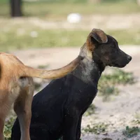 Shenzi F, a female Dutch Shepherd for sale in Maricopa, AZ – Photo 7 of 10