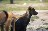 processed/62ef5f7d-774d-459e-8c5f-d063c1a1778f/listing/bfd081cb-8c8f-4e05-b1be-093a80b5105e/58187cb5-c742-47f7-a348-47b87195509f