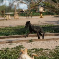 Shenzi F, a female Dutch Shepherd for sale in Maricopa, AZ – Photo 6 of 10