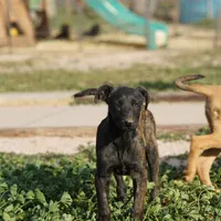 Shenzi F, a female Dutch Shepherd for sale in Maricopa, AZ – Photo 8 of 10