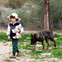 Shenzi F, a female Dutch Shepherd for sale in Maricopa, AZ – Photo 3 of 10