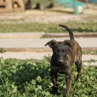 Shenzi F, a female Dutch Shepherd for sale in Maricopa, AZ – Photo 1 of 10