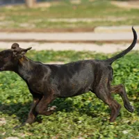 Shenzi F, a female Dutch Shepherd for sale in Maricopa, AZ – Photo 4 of 10