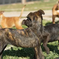 Shenzi F, a female Dutch Shepherd for sale in Maricopa, AZ – Photo 9 of 10