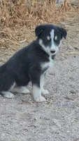 McNabsky F blkwht, a female Siberian Husky and McNab Shepherd for sale in Maricopa, AZ – 3 of 5