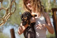 Rott (Chanel M), a male Rottweiler for sale in Maricopa, AZ – 3 of 10