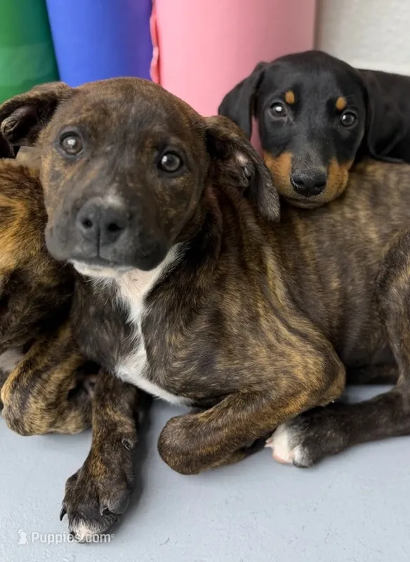 Midnight Brindle F – American Mastiff puppy for sale in Maricopa, AZ