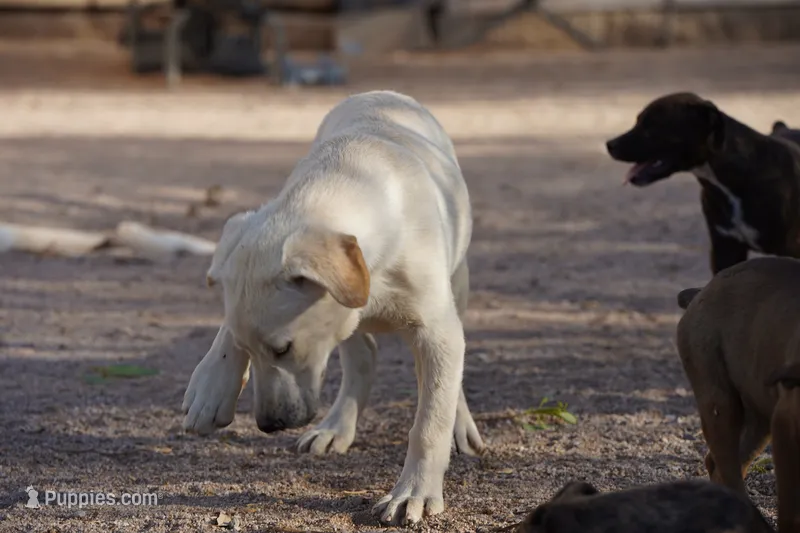 Toes M Lorek – Akita, McNab Shepherd puppy for sale in Maricopa, AZ