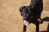 Rott (Amiri), a female Rottweiler for sale in Maricopa, AZ – 4 of 6