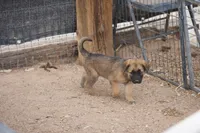 McNabsky M sable, a male Siberian Husky and McNab Shepherd for sale in Maricopa, AZ – 7 of 10