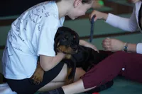 Vermithor, a male Rottweiler for sale in Maricopa, AZ – 6 of 10