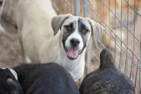 Bansky (B1), a female Siberian Husky and American Mastiff for sale in Maricopa, AZ – 8 of 10