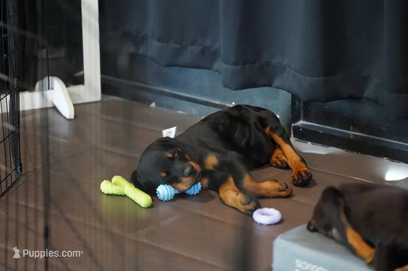 Vermithor – Rottweiler puppy for sale in Maricopa, AZ