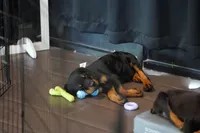 Vermithor, a male Rottweiler for sale in Maricopa, AZ – 2 of 10