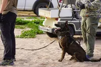 Dutchie F, a female Dutch Shepherd for sale in Maricopa, AZ – 10 of 10